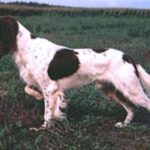 Fransk Spaniel