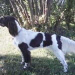 Fransk Spaniel