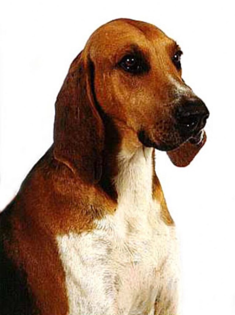 Fransk Trefarget Støver