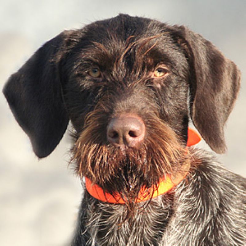 Fransk Vorstehhund Strihåret