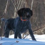 Fransk Vorstehhund Strihåret