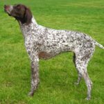 Fransk Vorstehhund Strihåret