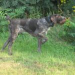 Fransk Vorstehhund Strihåret