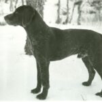 Fransk Vorstehhund Strihåret