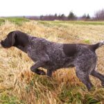 Fransk Vorstehhund Strihåret