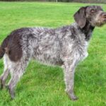 Fransk Vorstehhund Strihåret
