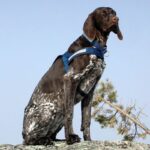 Fransk Vorstehhund Ullpelset