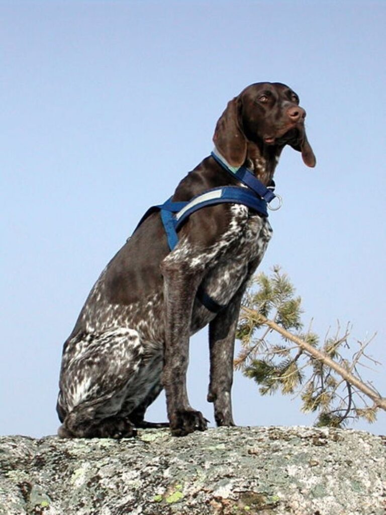 Fransk Vorstehhund Ullpelset