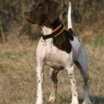 Gammel Dansk Hønsehund