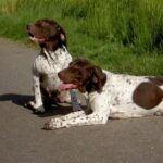Gammel Dansk Hønsehund