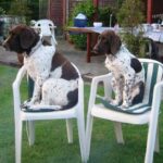 Gammel Dansk Hønsehund