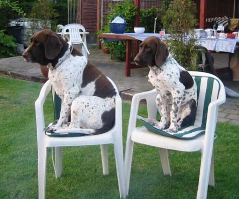 Gammel Dansk Hønsehund