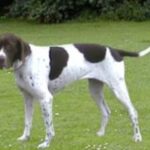 Gammel Dansk Hønsehund