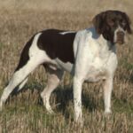 Gammel Dansk Hønsehund