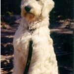 Goldendoodle