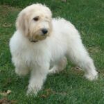 Goldendoodle