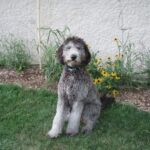 Goldendoodle