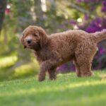 Goldendoodle