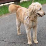 Goldendoodle