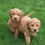 Goldendoodle