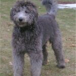 Goldendoodle