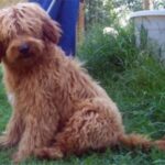 Goldendoodle