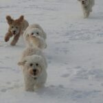 Goldendoodle