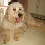 Goldendoodle