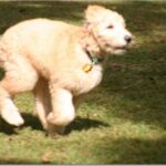 Goldendoodle