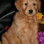 Goldendoodle