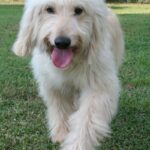 Goldendoodle