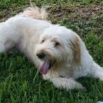 Goldendoodle