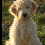 Goldendoodle