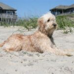 Goldendoodle