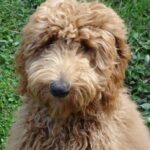 Goldendoodle