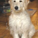 Goldendoodle