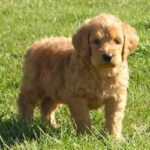 Goldendoodle