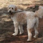 Goldendoodle