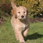 Goldendoodle