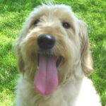 Goldendoodle