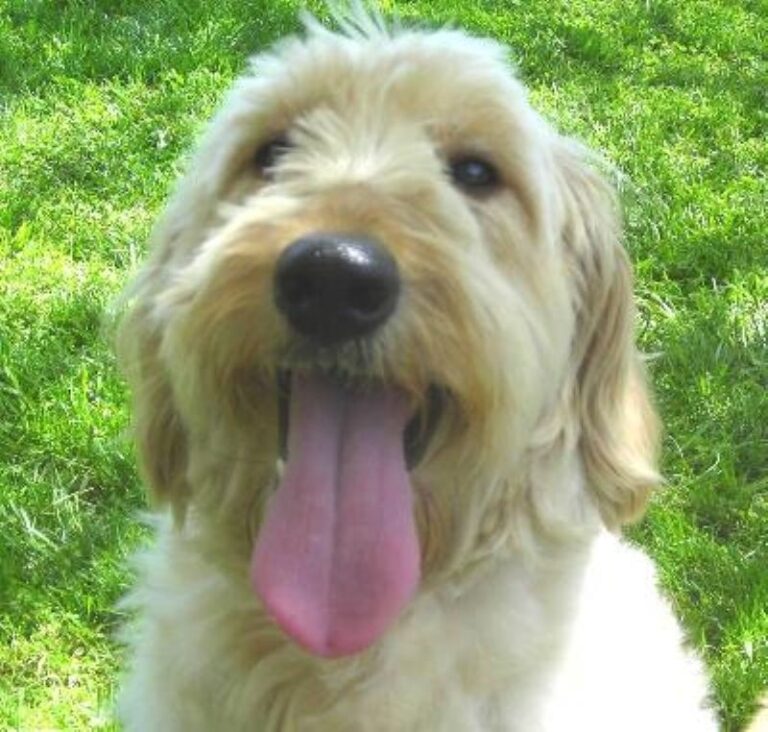 Goldendoodle