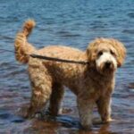Goldendoodle