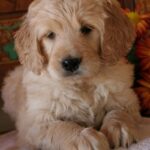 Goldendoodle