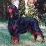 Gordon Setter