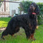 Gordon Setter