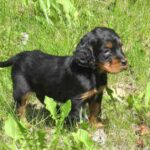 Gordon Setter