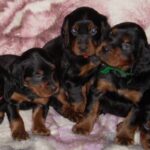 Gordon Setter