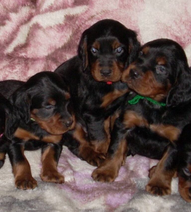 Gordon Setter