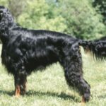 Gordon Setter