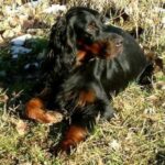 Gordon Setter